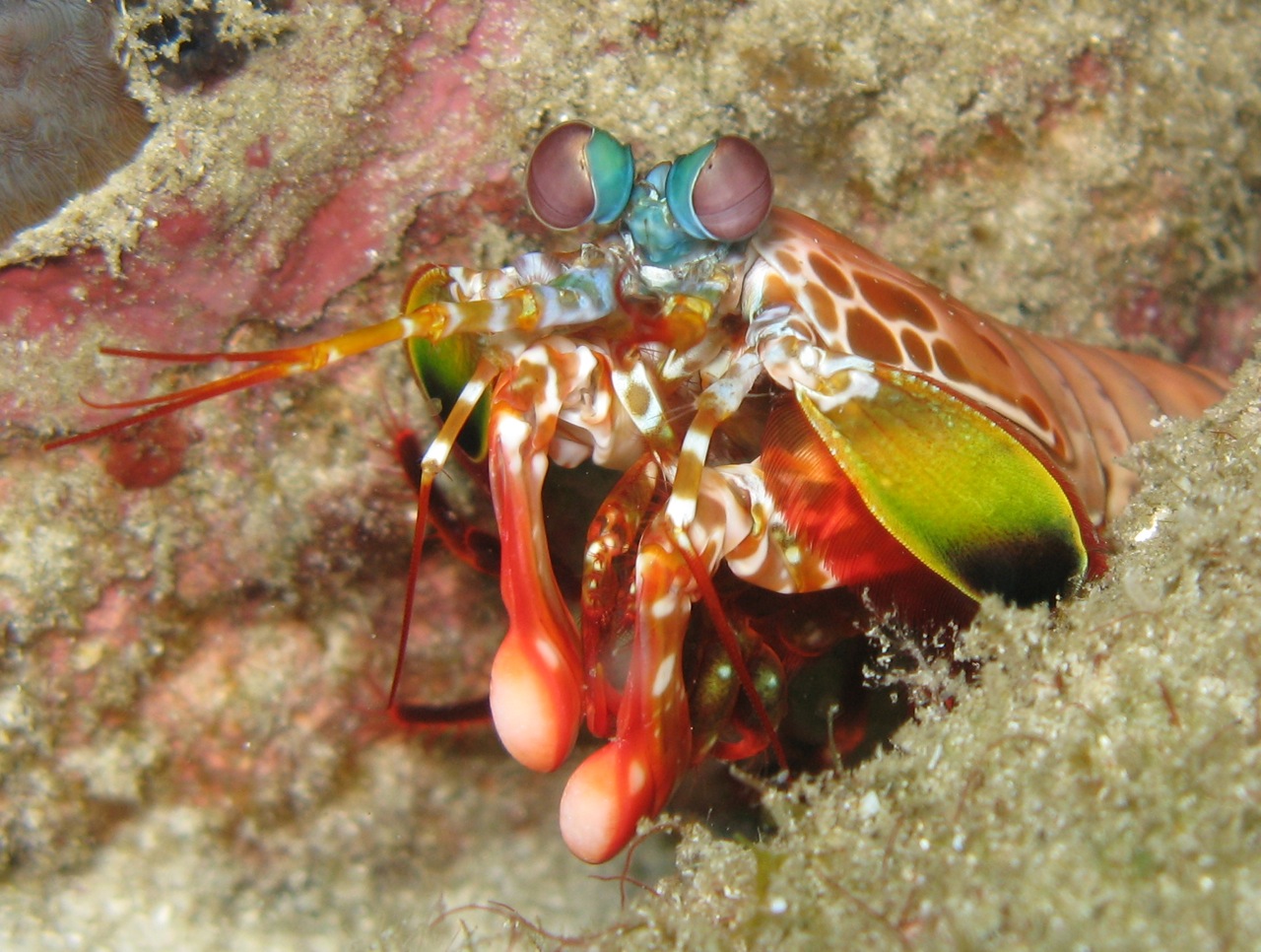 This flamboyant shrimp sees what we can't.