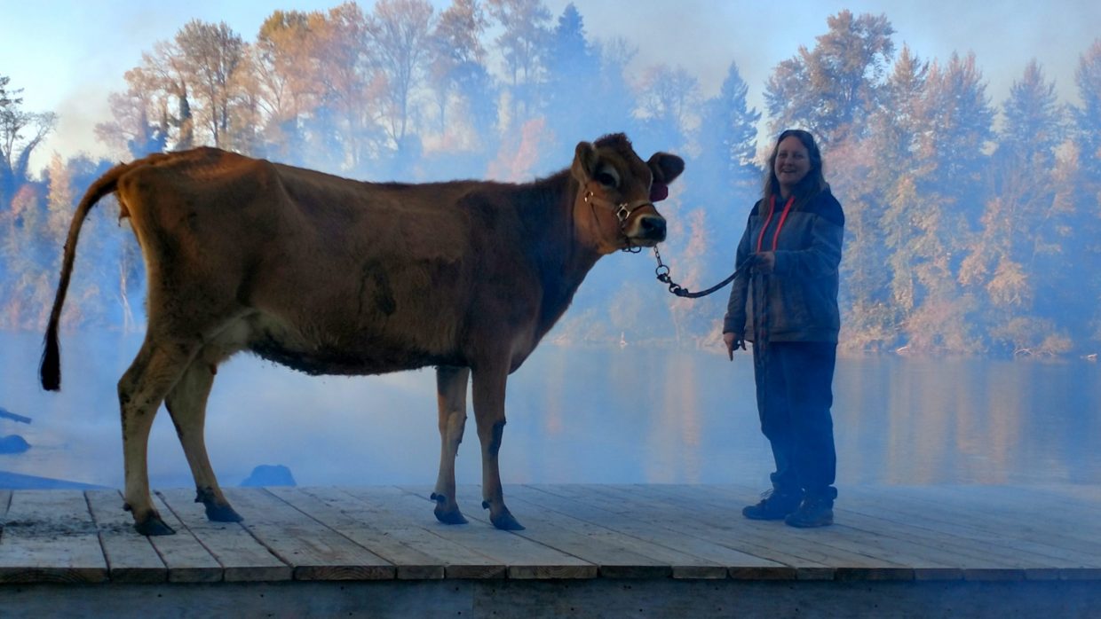 Evie, la vaca protagonista de 'First cow', con su entrenadora.