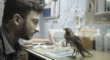 A bearded man at a desk staring at a bird known as a kite