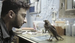 A bearded man at a desk staring at a bird known as a kite