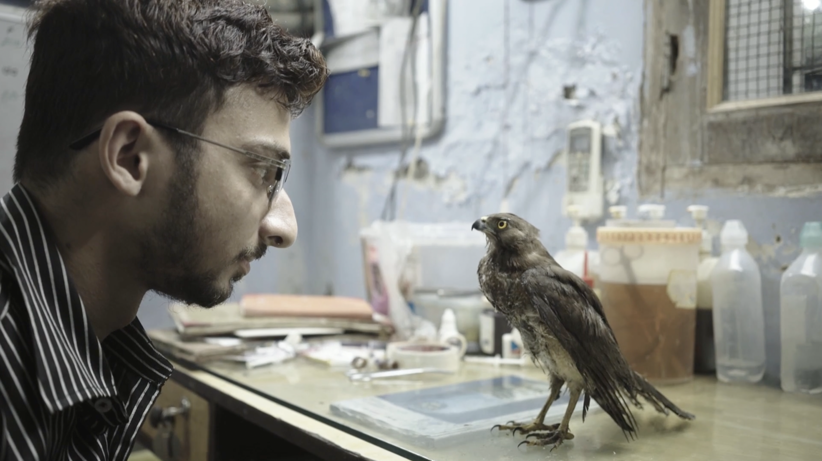 A bearded man at a desk staring at a bird known as a kite