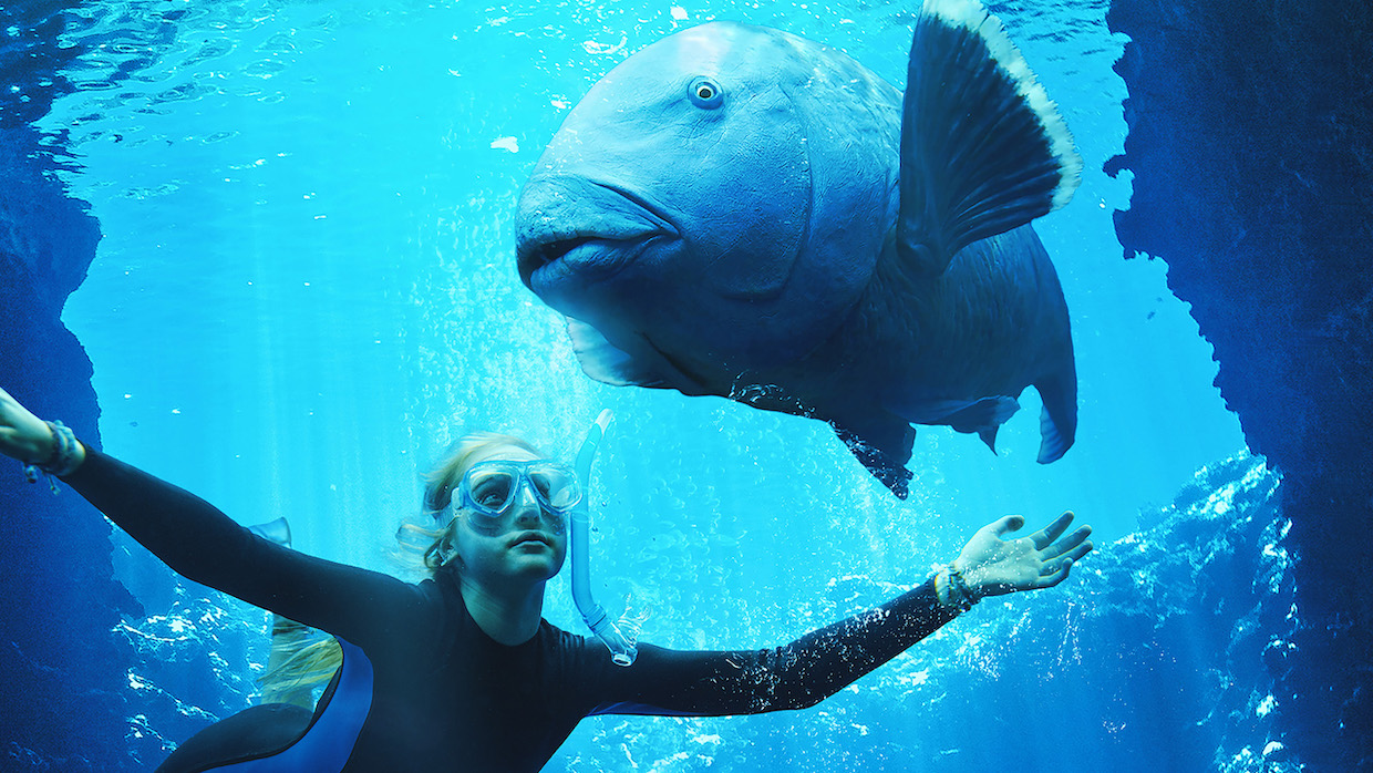A girl wearing a wetsuit and snorkeling gear swims in the blue open ocean and stares at a sizable saltwater fish.