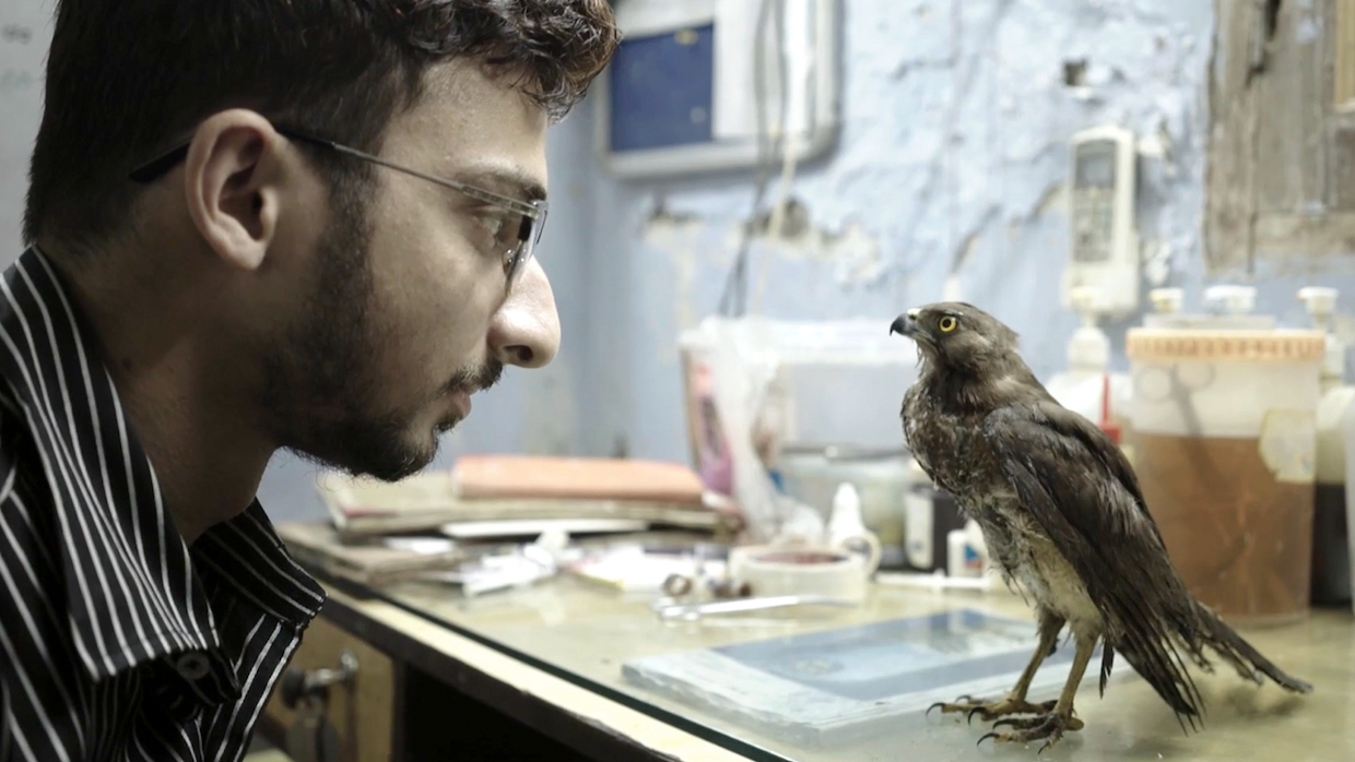 A man wearing glasses and a gray collared shirt looks directly at a black kite bird, which stands on a desk and stares directly back at the man.