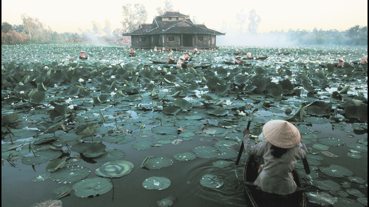 A Vietnamese person rides in a small wooden boat toward a building in the distance, crossing water that is full of floating lily pads.