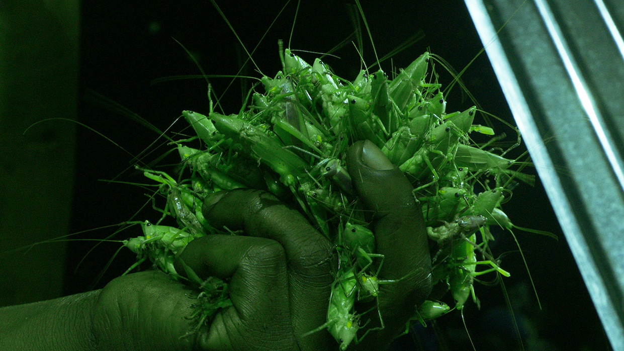 A man holds a fistful of grasshoppers under a green light in Uganda.