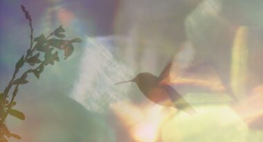 A hummingbird flies amid iridescent fractals of light.