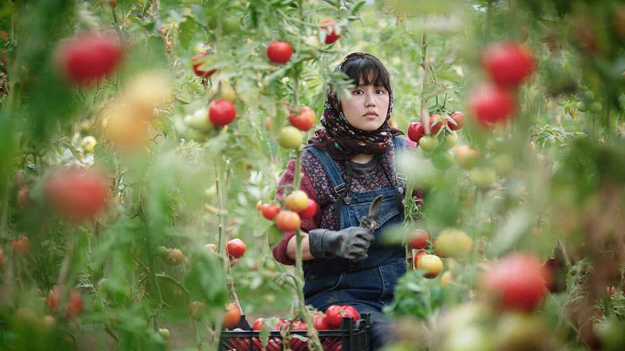 An Afghan woman in gloves and overalls holding pruning shears is gathering isfahan tomatoes from the vine.
