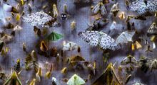 Moths of various sizes and colors swarm a piece of fabric.