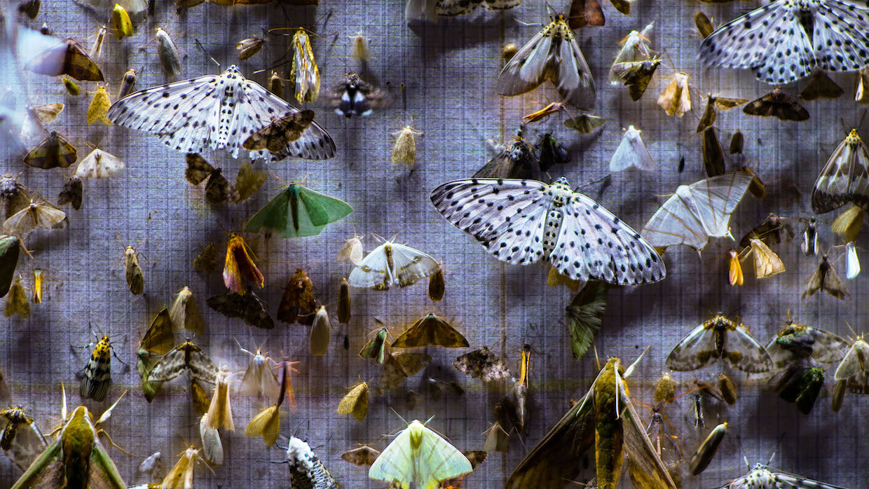 Moths of various sizes and colors swarm a piece of fabric.