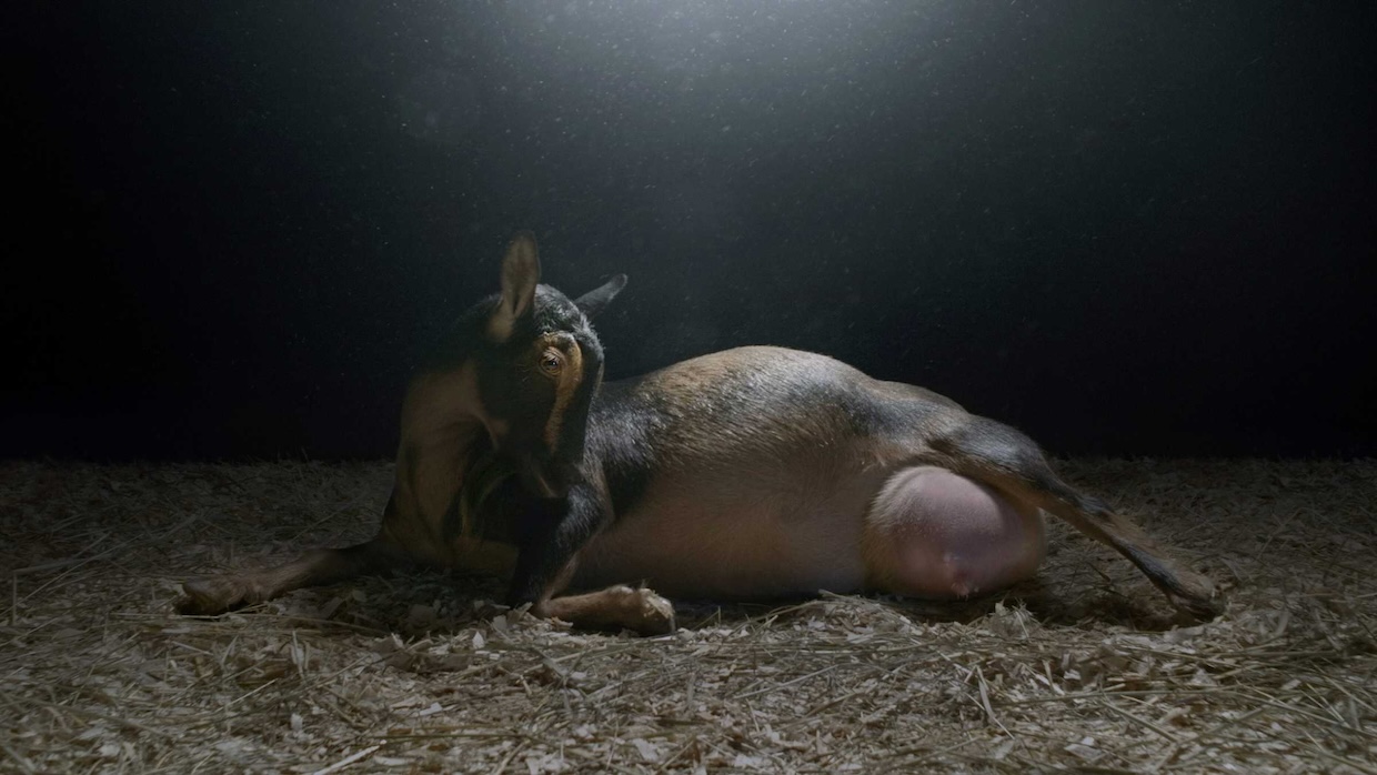 A pregnant goat sits in a dark barn.