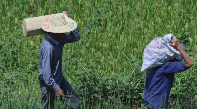Two men in straw hats walk through a rice field.