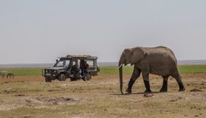 Two women in a jeep film an elephant on the plains.
