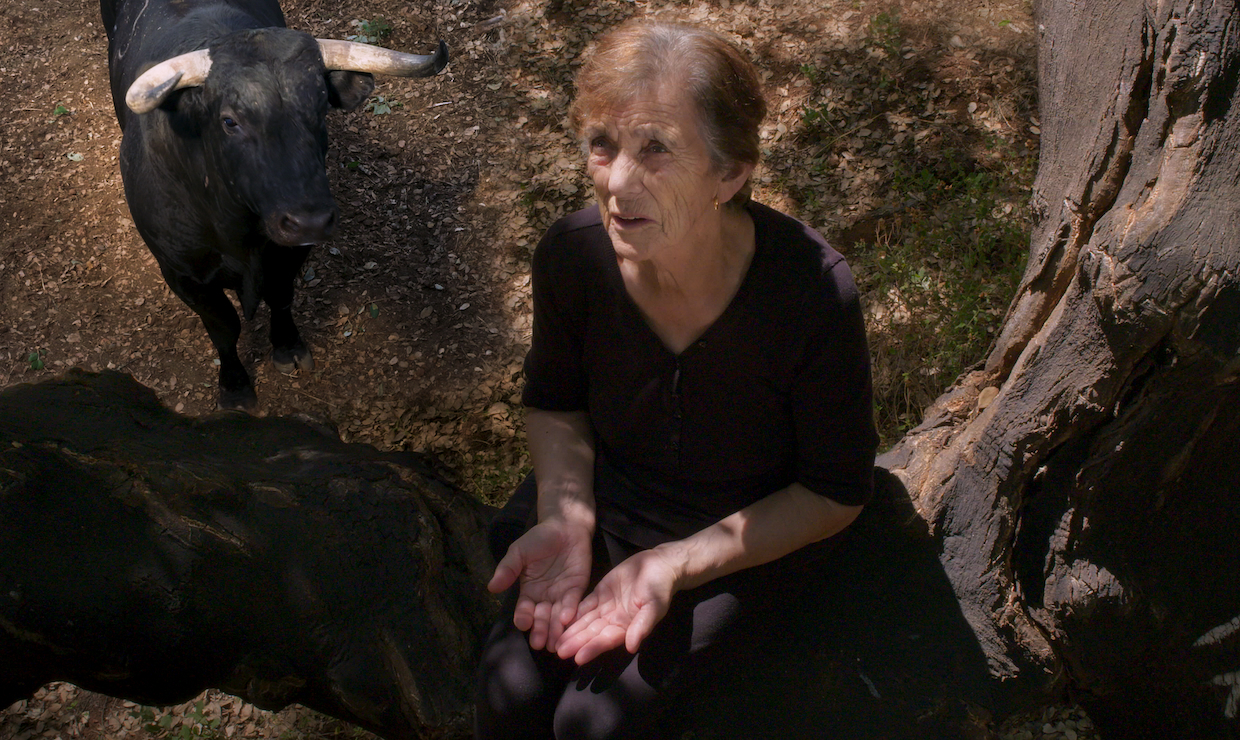 An old woman sits in a tree while an ox stands below her on the ground.