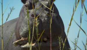 A large hippopotamus, outside, not looking very nice.