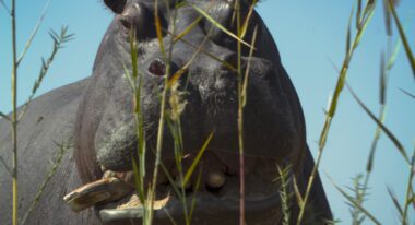 A large hippopotamus, outside, not looking very nice.