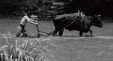 A man wearing a loincloth plows with an ox through a field covered in water.