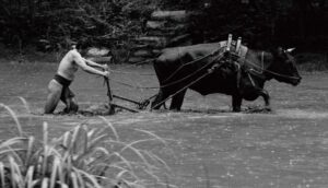 A man wearing a loincloth plows with an ox through a field covered in water.