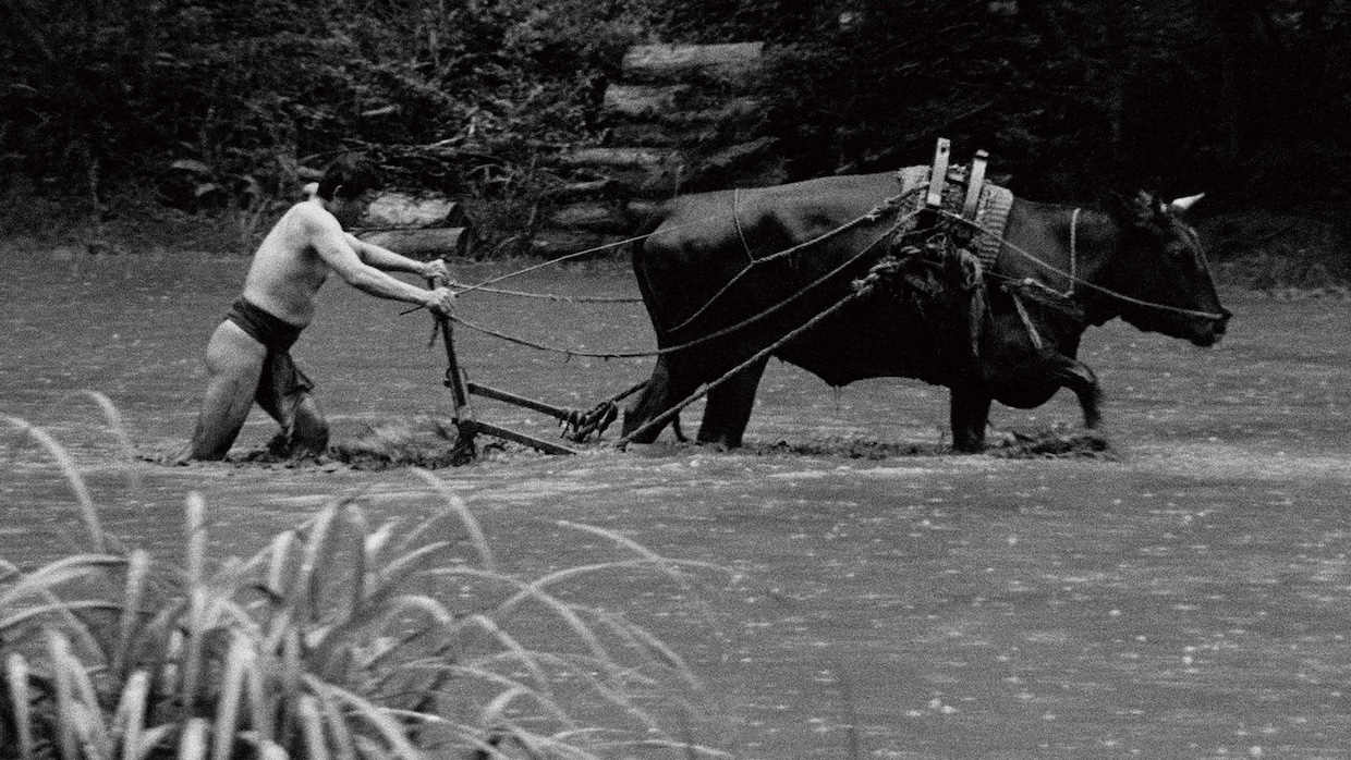 A man wearing a loincloth plows with an ox through a field covered in water.