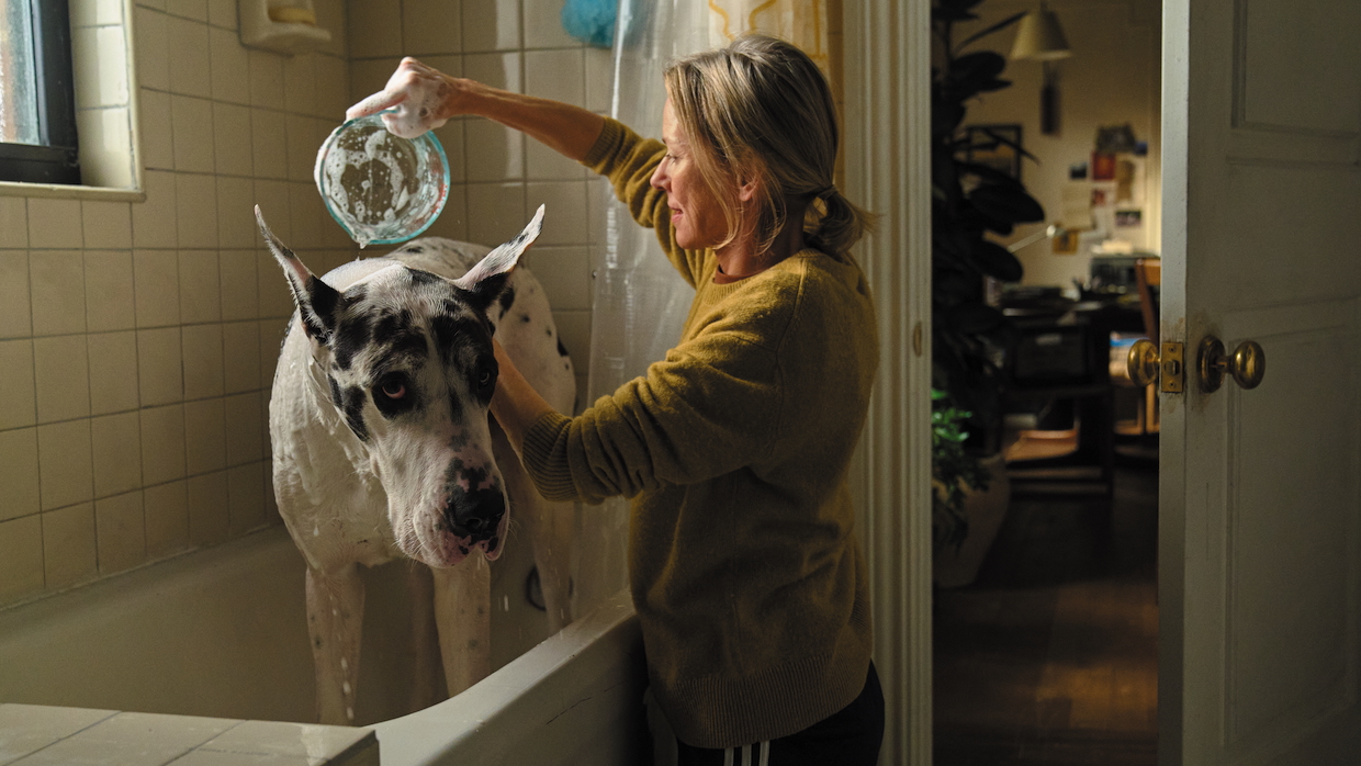 A woman washes a Great Dane.