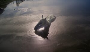 A horse stands with its head above the water of a rippling lake.