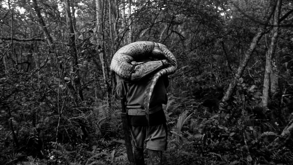 To-the-west-in-zapata_BL_2455437 | Filmmaker Magazine A man walks through a forest with a crocodile over his head.
