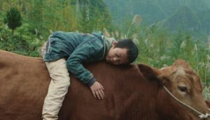 A young Chinese boys wearing a blue windbreaker and tan pants rests atop a large brown dairy cow.