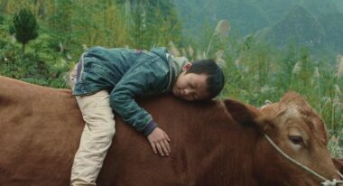 A young Chinese boys wearing a blue windbreaker and tan pants rests atop a large brown dairy cow.