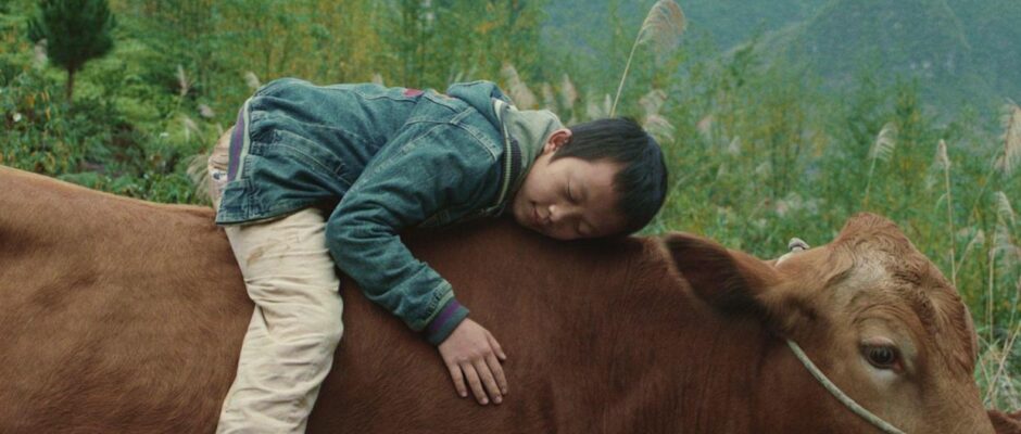 A young Chinese boys wearing a blue windbreaker and tan pants rests atop a large brown dairy cow.